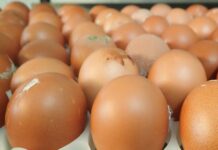 Effective fumigation of hatching eggs to improve hatch results