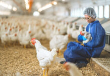 Cobb: Advancing Poultry Genetics for a Sustainable Protein Future