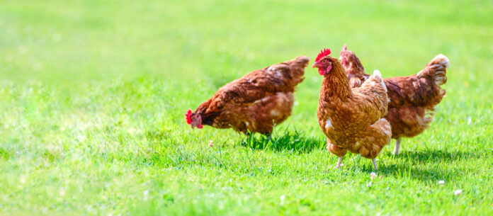 Free and happy hens banner