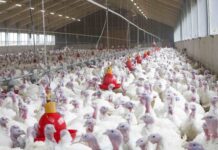 Cecal coccidiosis in turkeys