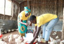Mozambique poultry receives new funding for its transformation agenda