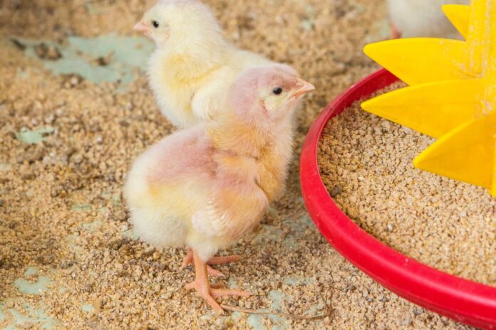 Nucleotides broiler chickens