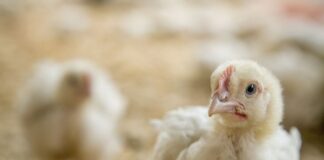 Brazil poultry sector shows good dynamics