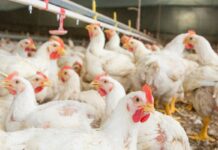 Two genetic mutations linked to heightened risk in North American H5N1 strain