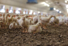 Oceania – Losses in world meat production despite considerable momentum