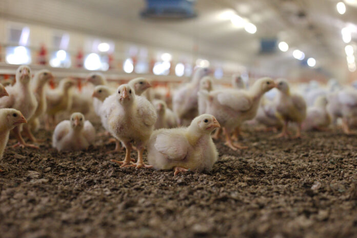 chicken