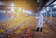 Health prevention through electromagnetic waves: a technological solution against avian influenza