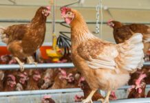 How Early Rearing Environments Shape Laying Hen Performance and Welfare