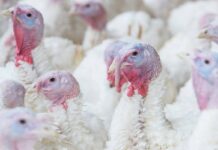 Concurrent infection of Histomonas meleagridis and Eimeria meleagridis in a turkey flock