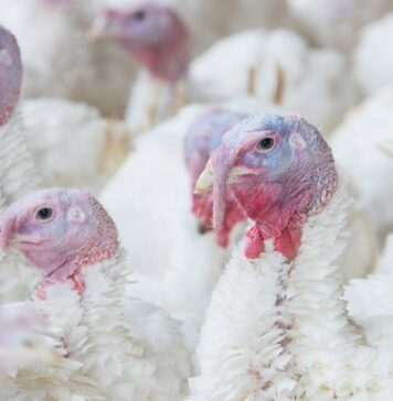 Avian influenza: how Italy’s pilot vaccination programme for poultry farms will work
