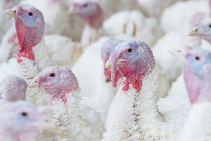 Turkey Flock