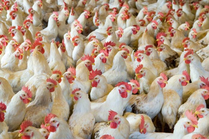 Clinical Coccidiosis in Broilers