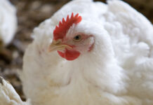 Newcastle disease: the outbreak in Poland intensifies