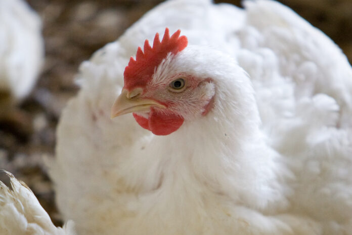 Newcastle disease