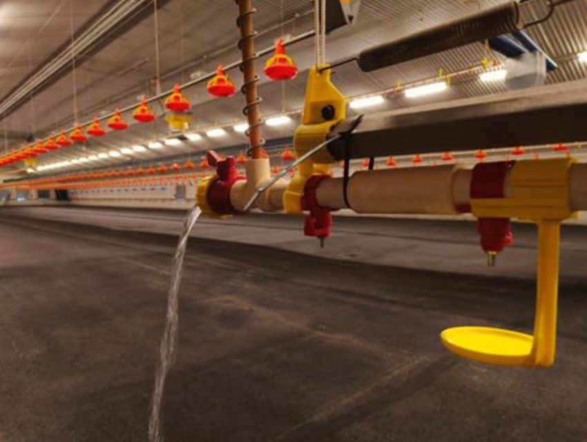 Waterline Cleaning: Key to Broiler Health and Growth