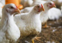 Reducing stress during broiler catching: a practical welfare package with real benefits