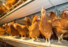 Perch usage in laying hens