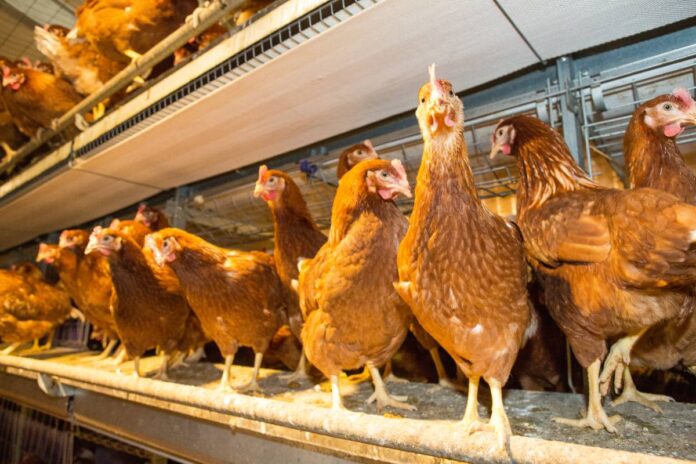 laying hens perches