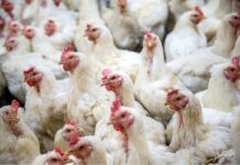FAO Global Dialogue in Brazil Puts Avian Influenza at the Top of the Agend