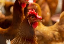 Balancing production efficiency and welfare