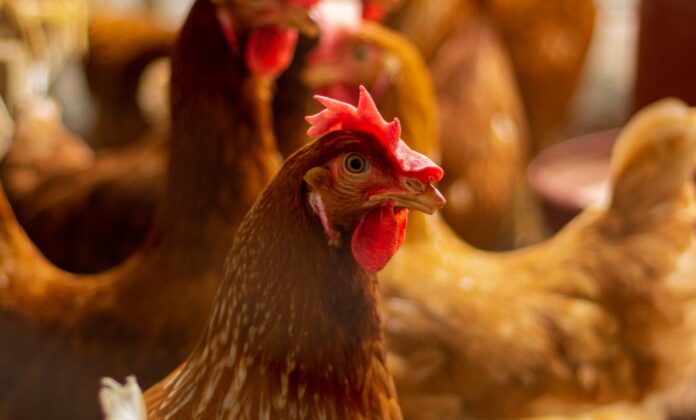 Breeding Poultry
