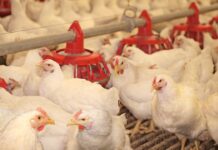 Mongolia moves fast: big expansions ahead