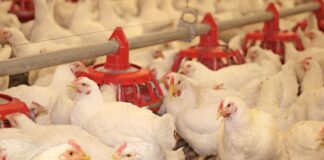 Mongolia moves fast: big expansions ahead