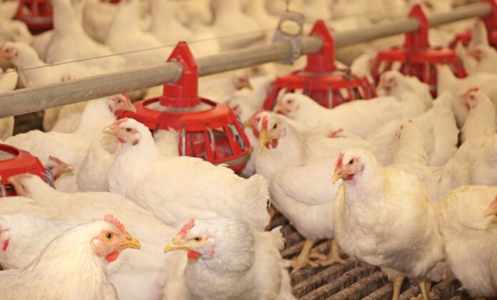 Mongolia poultry industry