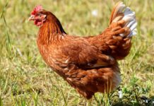 A comparison of hen performance during an extended laying cycle based on hen body weight