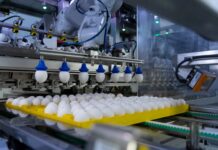 SELEGGT, the standard for ending chick culling