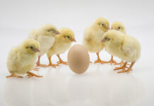 Innovative approaches to egg sexing