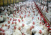 Chinese broiler production reaches record high amid challenges