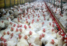 Chinese broiler production reaches record high amid challenges