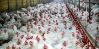 Chinese broiler production reaches record high amid challenges
