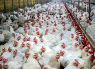Chinese broiler production reaches record high amid challenges