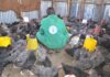 Demand for Kenya’s indigenous chicken eats into commercial broiler numbers in 2024