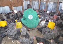 Demand for Kenya’s indigenous chicken eats into commercial broiler numbers in 2024