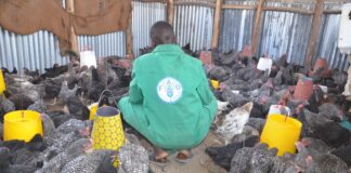 Demand for Kenya’s indigenous chicken eats into commercial broiler numbers in 2024