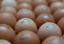 From challenge to breakthrough: embryo sex determination with Cheggy technology