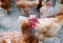 JBS invests $70 million to re-enter Paraguay’s poultry market
