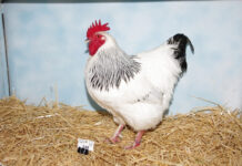 Falling feed prices drives growth of South Africa poultry industry