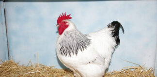 Falling feed prices drives growth of South Africa poultry industry