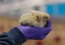 Salmonella in British Poultry Remains Under Control, APHA Report Confirms