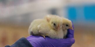 Salmonella in British Poultry Remains Under Control, APHA Report Confirms