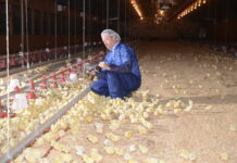 Partial house brooding design and management for broiler breeders