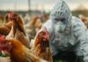 BFREPA calls for urgent housing order as avian flu cases rise in Western Great Britain