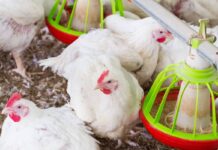 Incorporating an essential oil and saponin blend as part of an effective coccidiosis management program