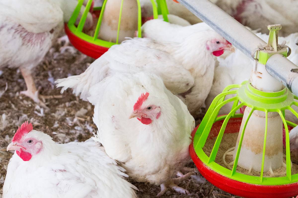 View of Essential Oils and Saponins in Coccidiosis Control