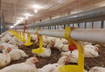 Global Poultry Outlook: Strong Growth Ahead Despite Trade and Disease Pressures