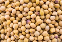 FEFAC warns of looming soy supply disruptions under EU’s EUDR proposal